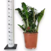 Zamiokulkas zamiolistny (Zamioculcas zamiifolia ‘Zenzi’) 55-60cm