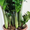 Zamiokulkas zamiolistny (Zamioculcas zamiifolia ‘Zenzi’) 55-60cm