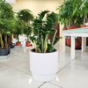 Zamiokulkas zamiolistny (Zamioculcas zamiifolia ‘Zenzi’) 55-60cm