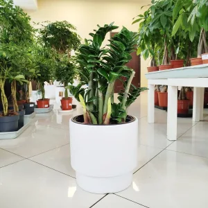 Zamiokulkas zamiolistny (Zamioculcas zamiifolia 'Zenzi') 60cm