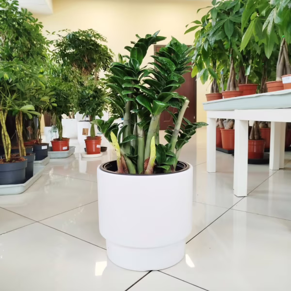 Zamiokulkas zamiolistny (Zamioculcas zamiifolia 'Zenzi') 55-60cm