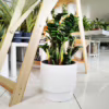 Zamiokulkas zamiolistny (Zamioculcas zamiifolia ‘Zenzi’) 55-60cm