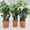 Zamiokulkas zamiolistny (Zamioculcas zamiifolia ‘Zenzi’) 55-60cm