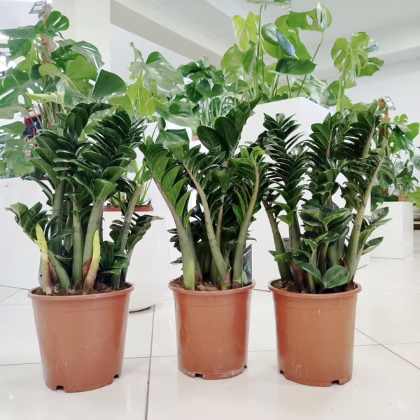 Zamiokulkas zamiolistny (Zamioculcas zamiifolia 'Zenzi') 55-60cm