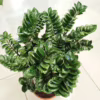 Zamiokulkas zamiolistny (Zamioculcas zamiifolia ‘Zenzi’) 55-60cm