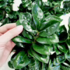Zamiokulkas zamiolistny (Zamioculcas zamiifolia ‘Zenzi’) 55-60cm