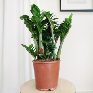 Zamiokulkas zamiolistny (Zamioculcas zamiifolia 'Zenzi') 60cm