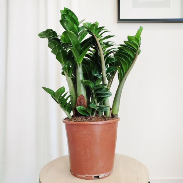 Zamiokulkas zamiolistny (Zamioculcas zamiifolia 'Zenzi') 55-60cm