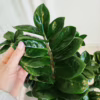 Zamiokulkas zamiolistny (Zamioculcas zamiifolia ‘Zenzi’) 55-60cm