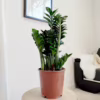 Zamiokulkas zamiolistny (Zamioculcas zamiifolia ‘Zenzi’) 55-60cm