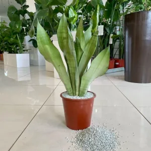 Zeolit magazynuje wodę i minerały naturalny dodatek do ziemi 5l