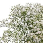 Gipsówka żywa biała gotowy bukiet średni