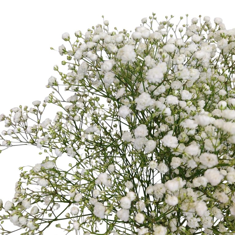 Gipsówka żywa biała gotowy bukiet średni