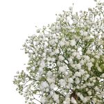 Gipsówka żywa biała gotowy bukiet średni