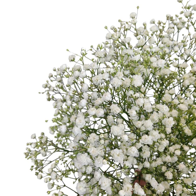 Gipsówka żywa biała gotowy bukiet średni