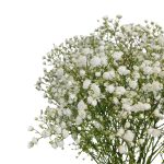 Gipsówka żywa biała gotowy bukiet średni