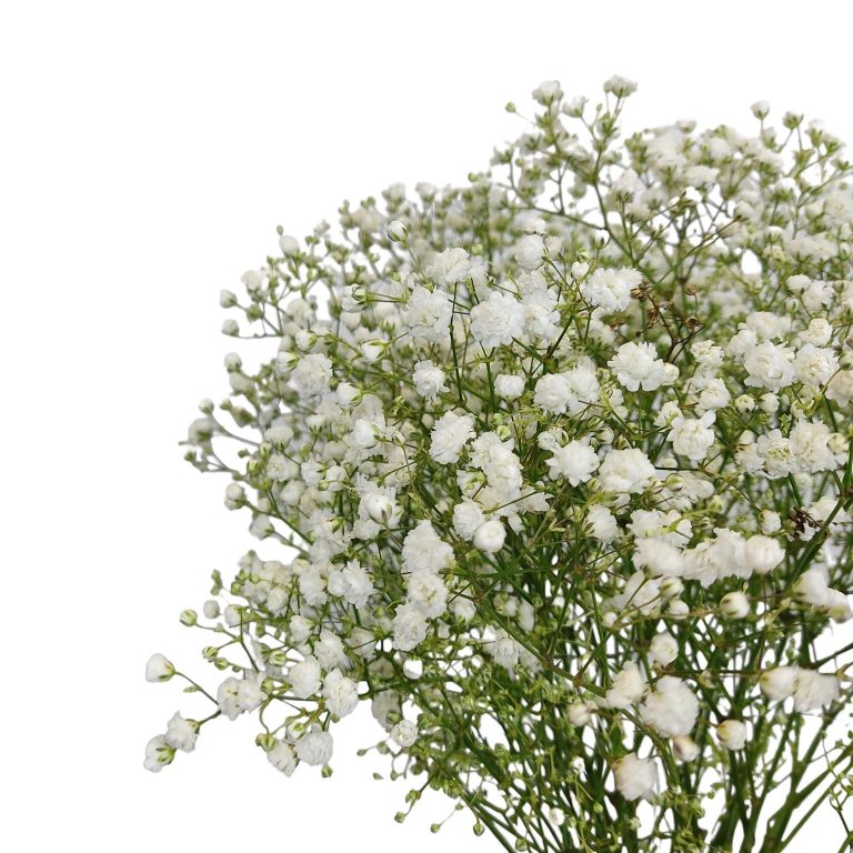 Gipsówka żywa biała gotowy bukiet średni