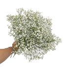Gipsówka żywa biała gotowy bukiet średni