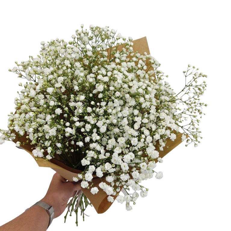Gipsówka żywa biała gotowy bukiet średni