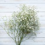 Gipsówka żywa biała gotowy bukiet średni