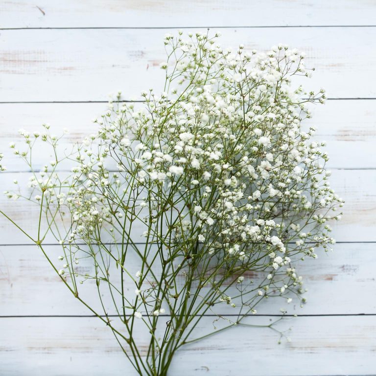 Gipsówka żywa biała gotowy bukiet średni