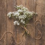 Gipsówka żywa biała gotowy bukiet średni