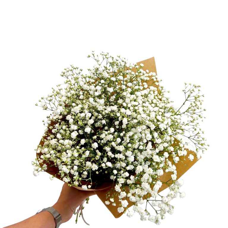 Gipsówka żywa biała gotowy bukiet średni