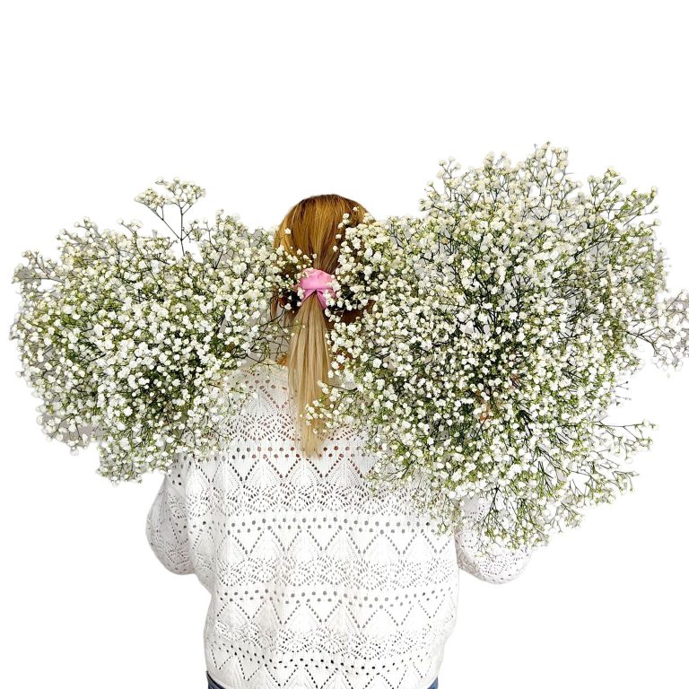 Gipsówka żywa biała gotowy bukiet średni