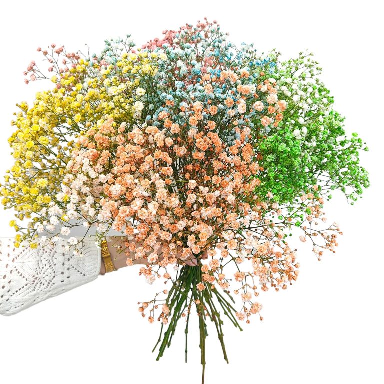 Gipsówka żywa gotowy bukiet kolorowy duży