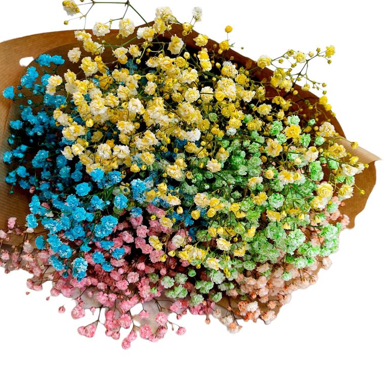 Gipsówka żywa kolorowa gotowy bukiet średni