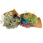 Gipsówka żywa kolorowa gotowy bukiet średni