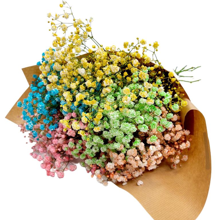 Gipsówka żywa kolorowa gotowy bukiet średni