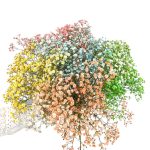 Gipsówka żywa gotowy bukiet kolorowy duży