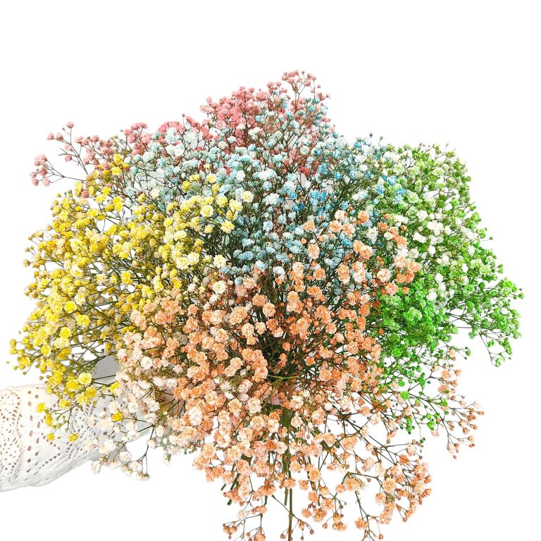 Gipsówka żywa gotowy bukiet kolorowy duży