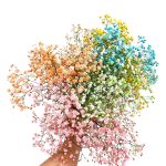 Gipsówka żywa kolorowa gotowy bukiet średni