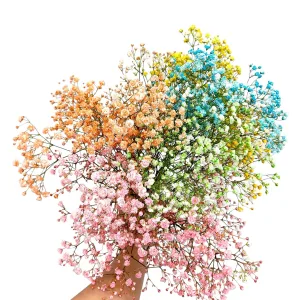 Gipsówka żywa kolorowa gotowy bukiet średni