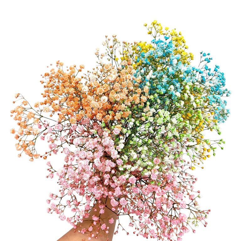 Gipsówka żywa kolorowa gotowy bukiet średni