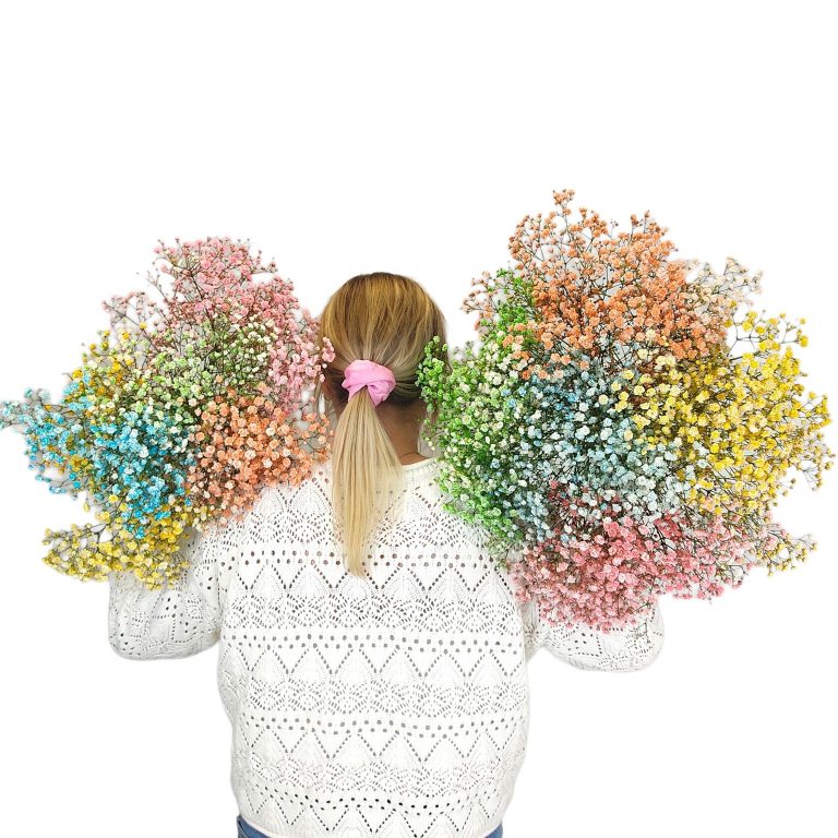 Gipsówka żywa kolorowa gotowy bukiet średni