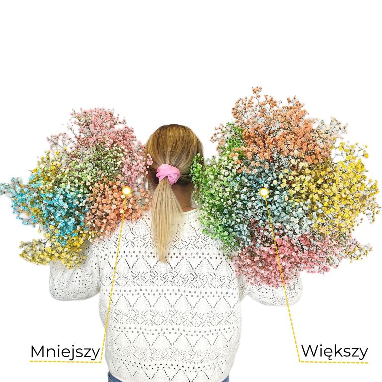 Gipsówka żywa kolorowa gotowy bukiet średni