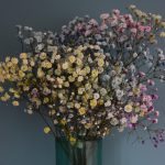 Gipsówka żywa kolorowa gotowy bukiet średni