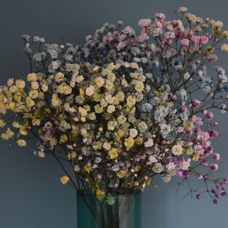 Gipsówka żywa kolorowa gotowy bukiet średni