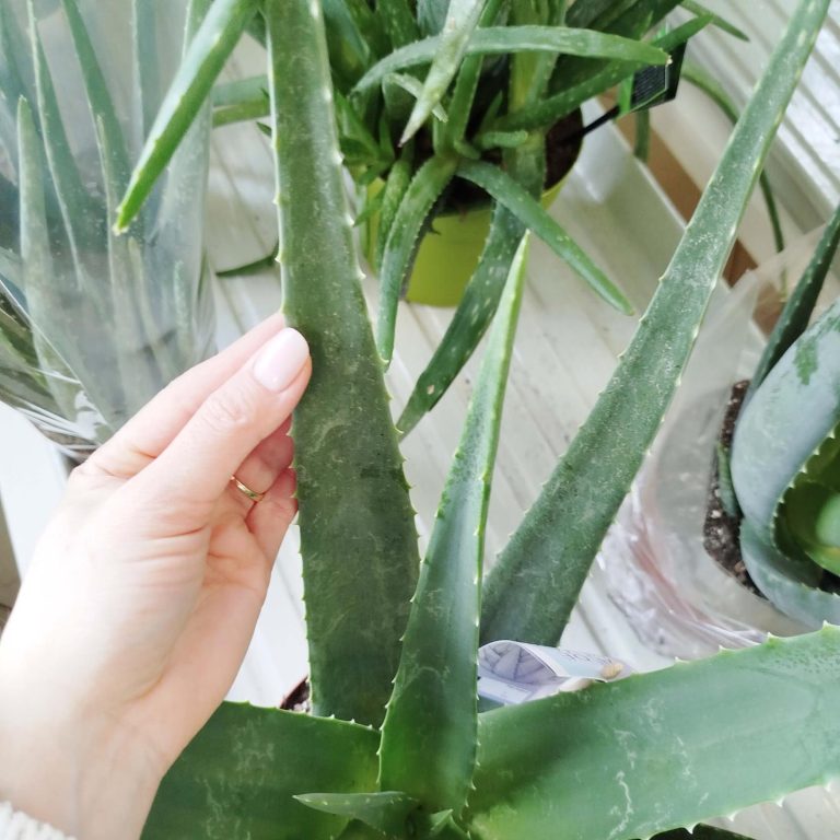 Aloes zwyczajny (Aloe vera barbadensis) 65cm