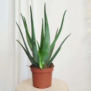 Aloes zwyczajny (Aloe vera barbadensis) 65cm