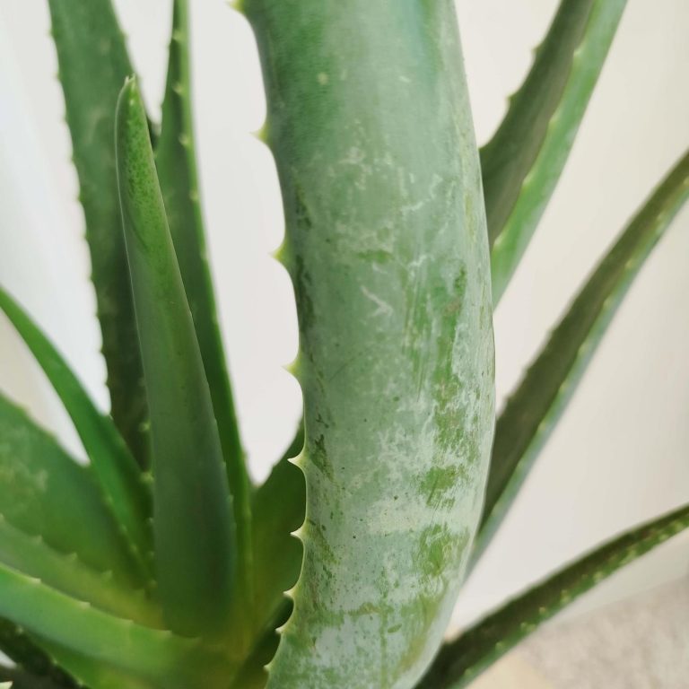 Aloes zwyczajny (Aloe vera barbadensis) 65cm