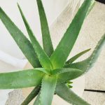 Aloes zwyczajny (Aloe vera barbadensis) 65cm