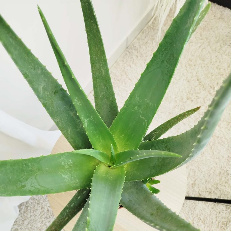 Aloes zwyczajny (Aloe vera barbadensis) 65cm