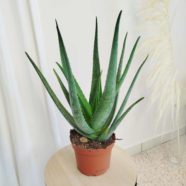 Aloes zwyczajny (Aloe vera barbadensis) 65cm
