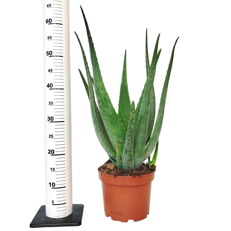 Aloes zwyczajny (Aloe vera barbadensis) 65cm