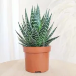 Aloes ościsty (Aloe aristata Tiki Tahi) 20cm