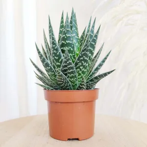 Aloes ościsty (Aloe aristata Tiki Tahi) 20cm